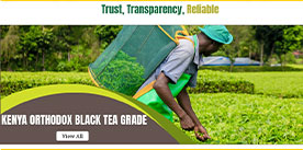 Kenya Orthodox Black Tea Grade